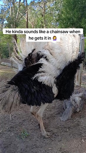 Ostrich Mating Rituals: Revealing the Fascinating World of Ostrich Reproduction