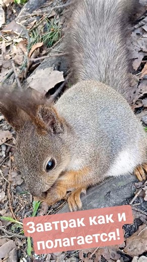 Завтрак у белочки как полагается!😉🐿 #squirrel #белка #animals #wildanimals #wildlife #cuteanimals