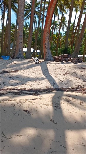 Rove, Doughty homestead adjacent to Coconut Beach Resort ┃ Low tide view of the beach. | Robbo Fox