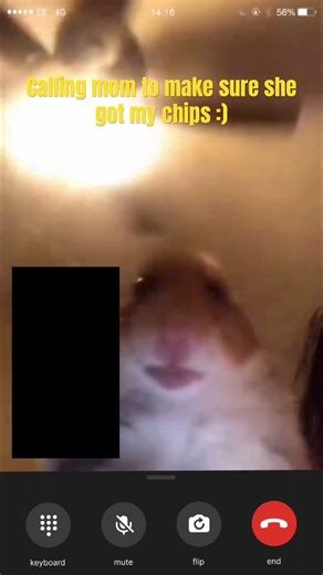 Hamster meme #funny #meme #memes