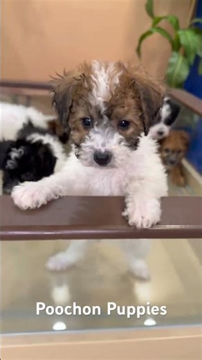 "Hypoallergenic joy: Poochon puppies ready to bring warmth to your home."