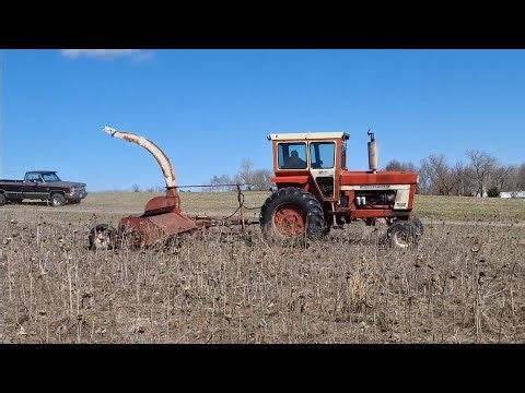 Stalk chopping sunflowers and corn stubble