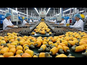 Inside a Modern Cashew Factory: From Raw Cashew Nuts to Finished Products (Full Process)