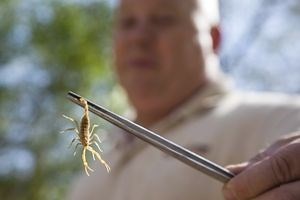 Scorpion stings on the rise in Arizona