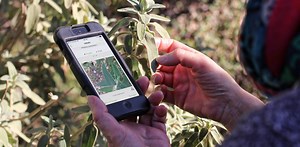 PlantNet, eBird, Spipoll, iNaturalist… ces applis au service de l’i-écologie