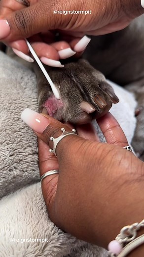 🧼🫧🐾💙 How to Get Rid Of Itchy Dog Paws #dogsoftiktok #pitbull #doggrooming #dogbath #dogcare #asmr #asmrsounds #satisfying #viral Paw Itch Relief , Dog Paw Inflammation , Dog Paw Relief , Frito Paws , Itchy Paws