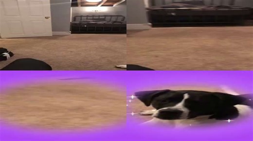 Slow Zoom Captures Dog’s “What Are You Doing?” Face