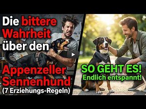 Appenzeller Sennenhund: Ein Anfängerhund? Experten warnen! (+7 Trainings-Tipps)