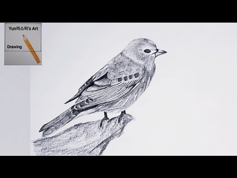 새 그리기 | 연필드로잉 | Drawing a bird with pencils | 새_그림