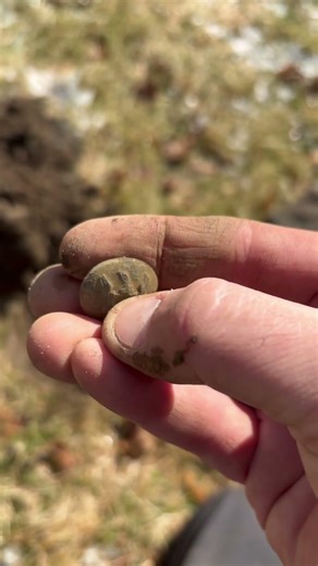 Civil War Button in the hole! #history #metaldetecting #civilwar