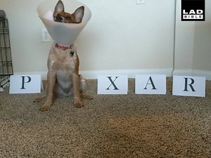 'Pixar, we improved your intro for you' 🐕😂 | LADbible