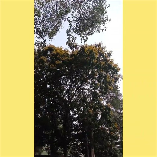 golden chain tree / did you know?