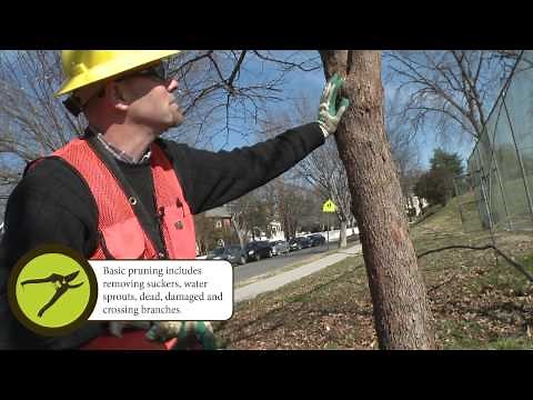 How to Prune: Basic Pruning