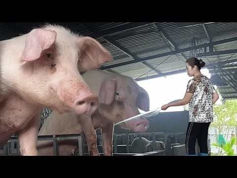 Pig farming: Cleaning the pigsty and bathing the pigs to keep them healthy and disease-free