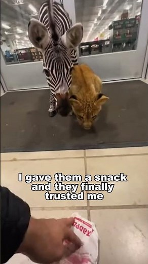 I Found The Real Life Alex And Marty From Madagascar