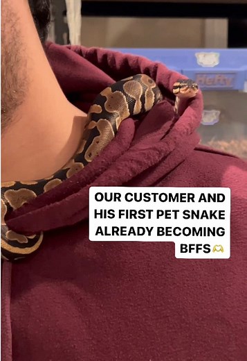 Meet Your New Best Friend: The Ball Python