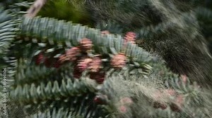Slow motion footage of pollen from a fir tree being dispersed by the wind