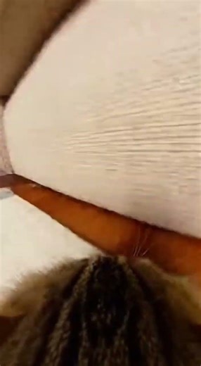 Cat’s POV: Boxing Mice Chase With a Comical Stumble