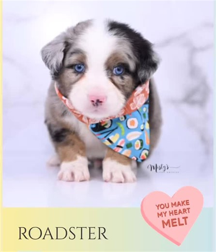 The nursery doors are open! 🐾💛 Seven brand-new little Aussies just made their big debut — and they’re every bit as adorable as you’d imagine. 😍 From bright blue eyes to button noses and the sweetest snuggles, each one already has their own little sparkle. ✨ They’re currently pending waitlist selections, but you can still peek, swoon, and start dreaming — because you never know which pup might soon be available! 🐶 🌼 Take a peek inside the nursery → [link in bio] 💌 Want to join our waitlist?