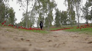 Dog, Running, Walking The Dog. Free Stock Video