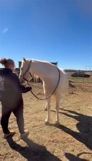 Meet Angel 🤍 Angel is one of our sanctuary horses and has been safe here at our rescue since 2018. Before coming to us, Angel was used as a tripping horse — something many people unfortunately don’t know exists. Horse tripping is a cruel practice where a horse is chased and its legs are roped or obstructed to intentionally make the horse fall, usually for entertainment or sport. This often causes devastating injuries like broken legs, internal trauma, or worse. Because of how dangerous and inhu