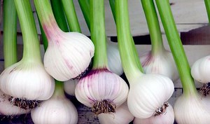Top 10 Facts About Garlic