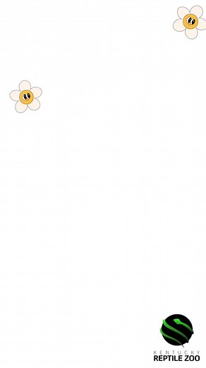 Training with our Savannah Monitor, Appa! This is a great way to socialize, exercise, and bond with our smart and sweet lizard friend! 😁 #venomislife #reptiles #reptilezoo #redrivergorge #herpetology #reptile #kyreptilezoo | Kentucky Reptile Zoo