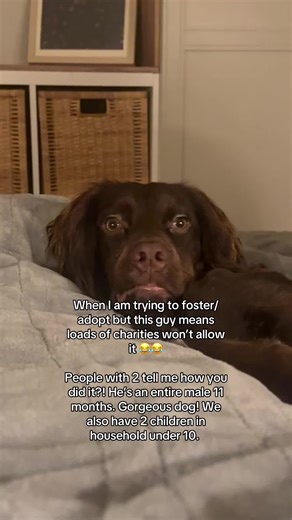 Advice on Adopting a Cocker Spaniel with Kids