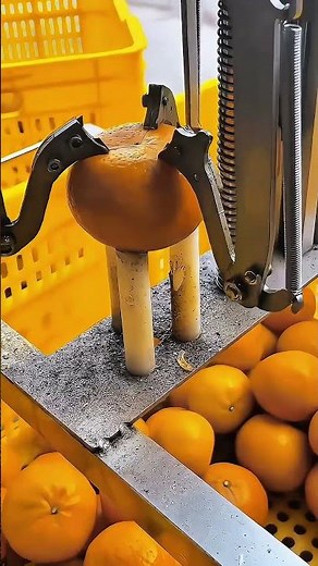 Simple Homemade Orange Peeler That is Very Helpful- Good tools and machinery in daily work