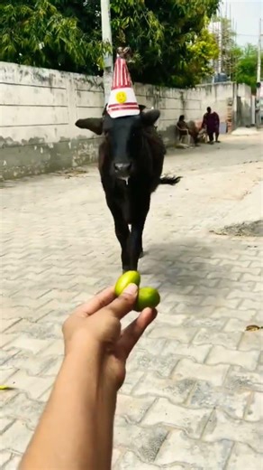 Unlikely friends: a Calf and a Golden Retriever Share Biscuits! 🐶🐮 #shorts​​​​​​​​​ #youtubeshorts​