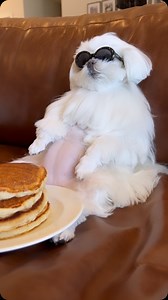 366K views · 41K reactions | Little dog with a big personality勺 • • #dog #dogs #doggo #doglover #doglife #dogsofinstagram #dogsofig #maltese #doglove #funny #cute #cutedogs #cutedog #trend #puppy #puppies #puppylove | Cocothemaltesedog | Facebook