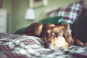 Upset Stomach in Dogs: Signs and What To Do | PetMD