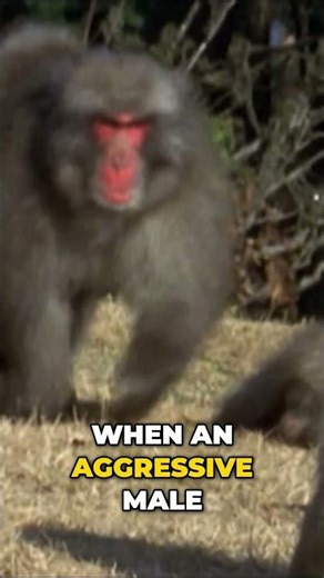 Female Macaques: Homosexual Behavior & Alliances #shorts