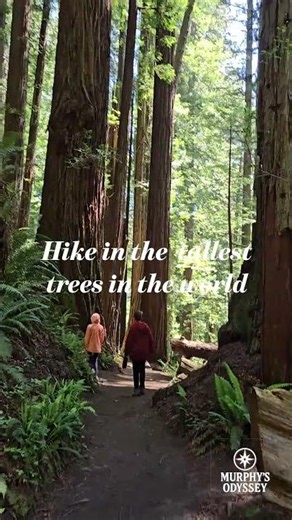 Living in an RV at the edge of the world #rvlife #redwood #travel