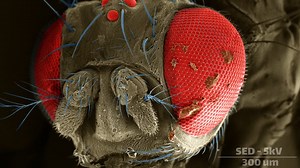 What Scientists See When They Scan a Fruit Fly Atom by Atom