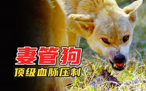 一代澳洲野狗王居然是“妻管严”