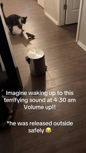 Terrifying 4:30 AM Cat Alarm! 😱 (Safely Released!)