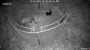 7.1K views · 31 reactions | #813 Picking up a few straglers on the Shores ranch before we get the traps moved | Thermal Solutions Hog Control | Facebook