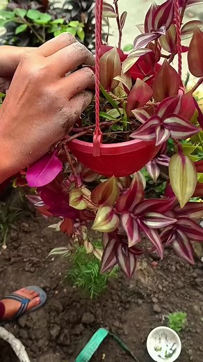 Zebrinaplant cutting and propagation 💚🍂 #plants #trees #video #viral #gardening