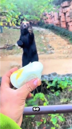 Las Habilidades De Captura De Este Oso Son Una Locura