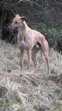 Two good ferreting dogs #hunting #huntinguk #ferreting #rabbiting #rabbithunting #workingdog