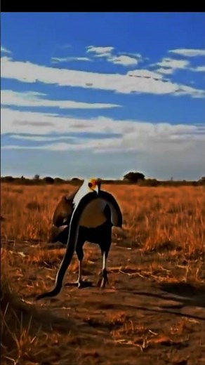 Secretary bird takes down a deadly snake mid-fight