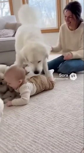 Baby vs. Puppy: The Cutest Competition