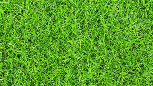 shadow on green grass background, Fresh green grass growing on a ground. Green grass in the wind. Uncut lawn. Nature environment green grass closeup 4k