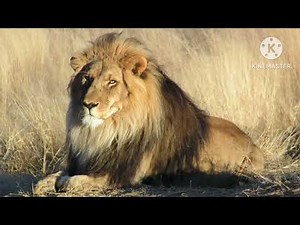 Animal alphabet tlc phonics program