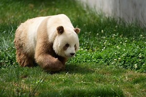 Pandas aren’t all black and white. Some come in a different shade, and scientists now understand why
