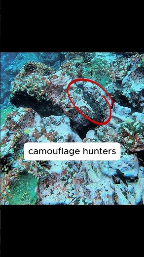 Motionless! - Hidden Hunter of the Reef