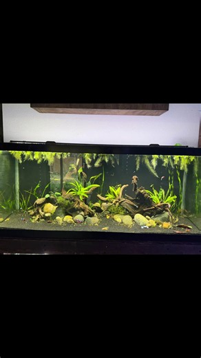 Betta Sorority Tank Setup: How to Build a Planted Female Betta Community