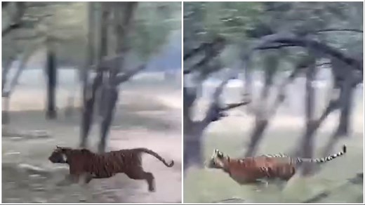 Video: Tourists spot 2 tigers chasing a deer at Ranthambore National Park