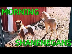 Two Adorable Month-Old Mini Horses Become Best Friends?